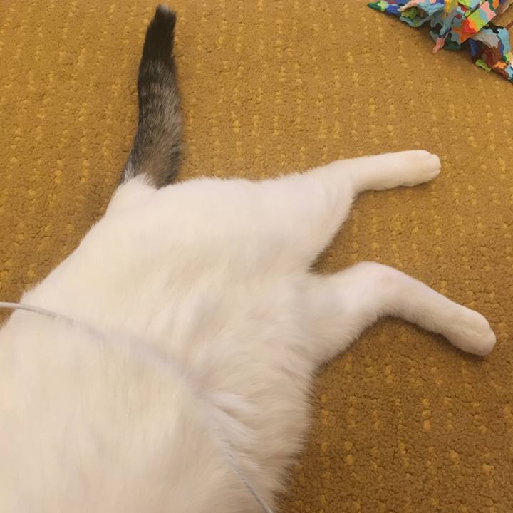 Ee63c16f cc6b 4eb9 972b 43839c670e8d 1586993972689