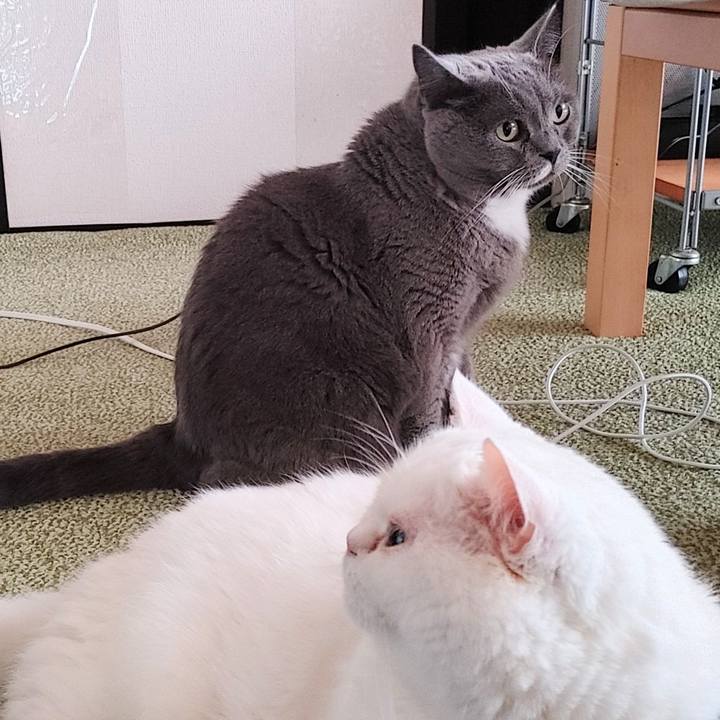 Ee64c337 3ad5 4f07 a1be e992e3e278ea 1699482682938