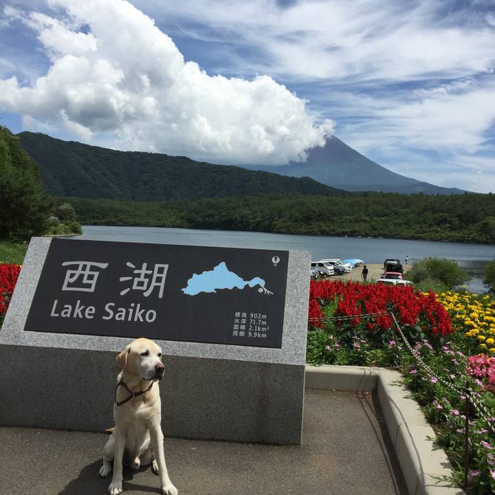 Ee66d519 e876 4bda bad1 5fee00af3a81 1530604482708