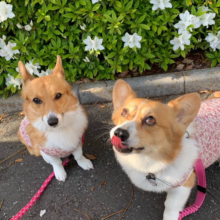 Ee758242 c0a1 410e a06a cc0c42d30d38 1586848369519