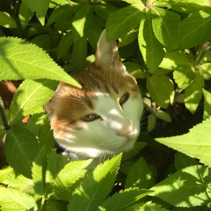 Ee78bb6d e441 480f bd56 8102d3de2a40 1528521294754