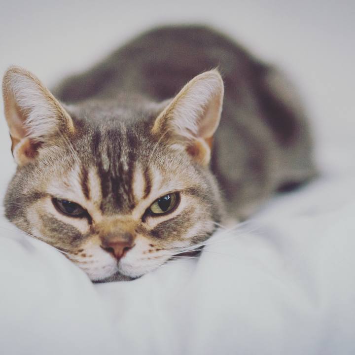 Ee79bc5c 5db6 43f2 bf2c fa50c19425c2 1595482254448