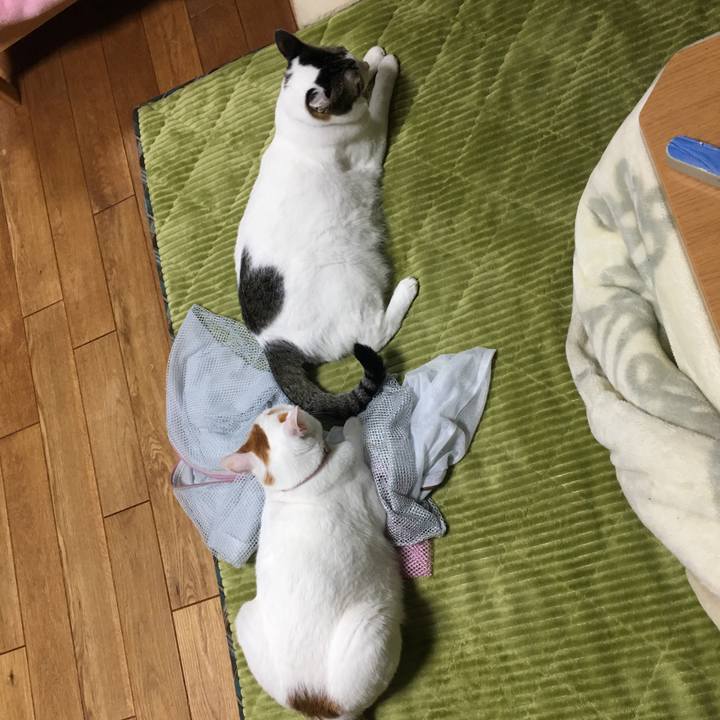 Ee7b6efe de43 4f6f b1d9 a82bafd04c4d 1550068398498