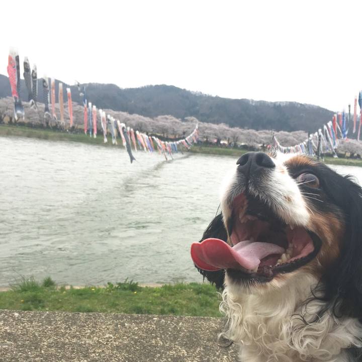 Ee80159b 848c 4599 b76e 13db0ffaa46a 1524633713340