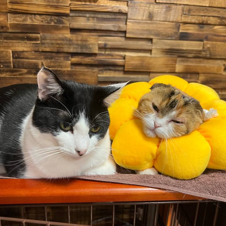 Ee812c78 7a7b 4c25 92bb 2c0ce47e8b9c 1647173876941