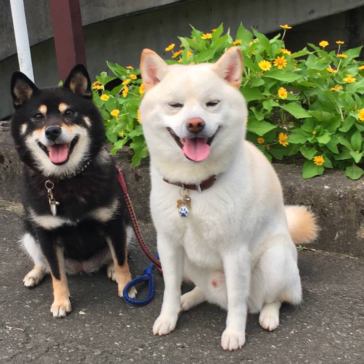 Ee85dd2f 4d4a 41be 87f1 f3c0b9f8e605 1562498622794