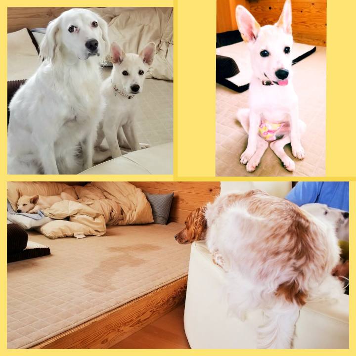 Ee8685c2 0297 4989 a349 a12d96ef4f67 1561350606398