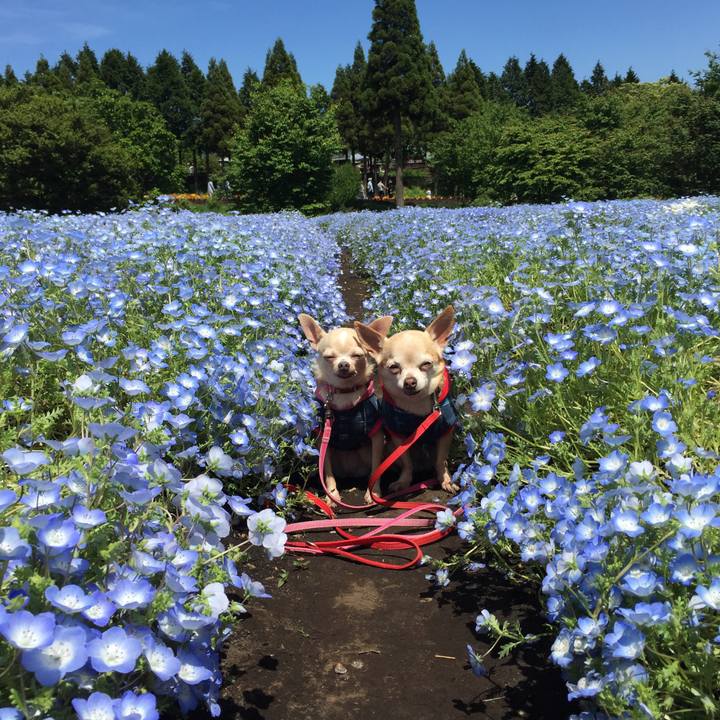 Ee89ab45 6740 4317 a6d5 abc24e88db2d 1526984691503