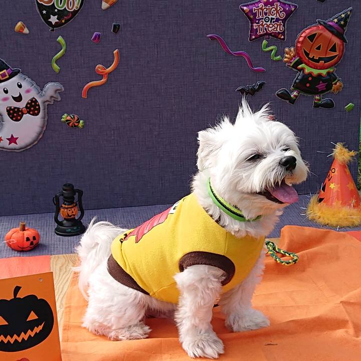 Ee8b8267 7ba0 44d1 a11c 38532805a4d5 1603627940903