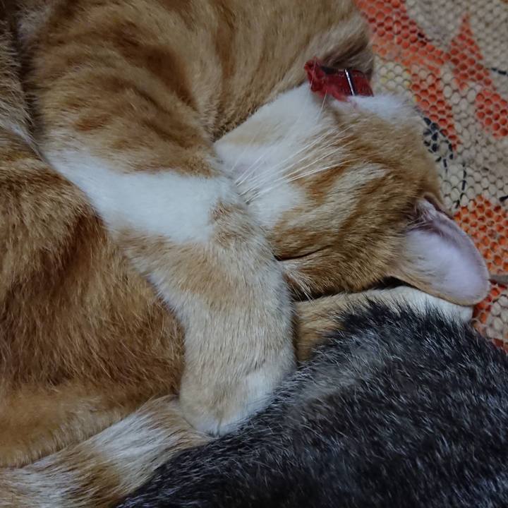 Ee8d6c74 fe0b 4b15 8d30 67f5ee737e11 1572962603493