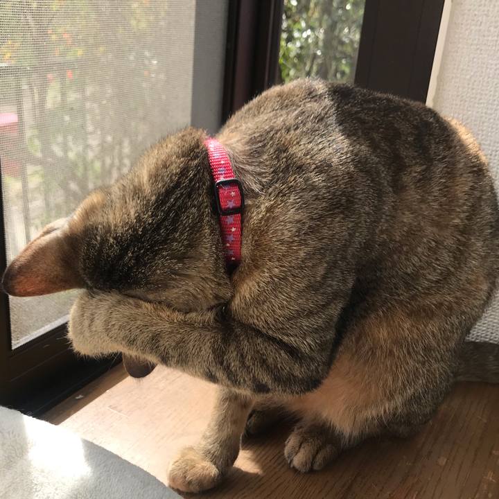 Ee8e479a 2654 4565 a43c 11f6e7c4257a 1586824930487