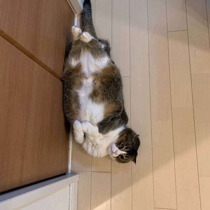 Ee90680b 3239 4c7a 9337 1b777746f2f7 1585404472003