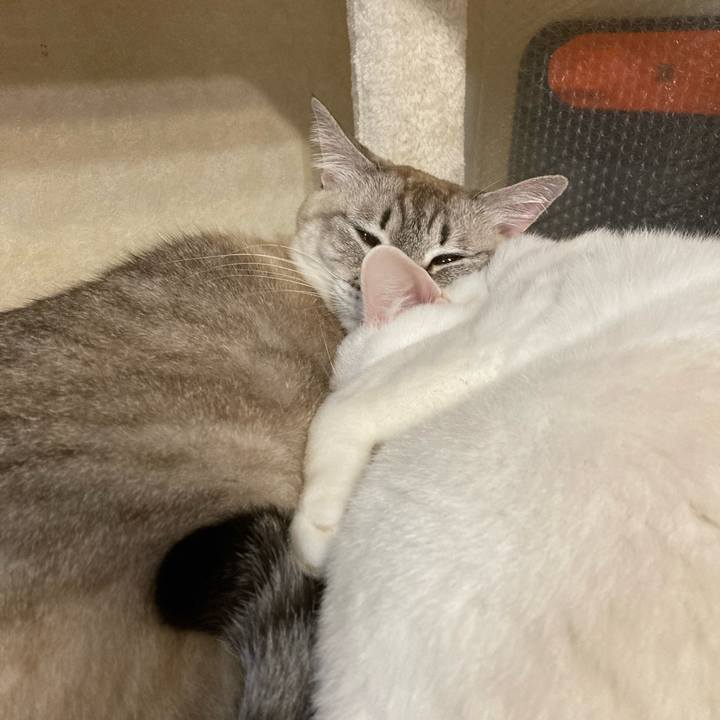 Ee90dc29 4b10 430d b69c 42a6c875b700 1765623550836