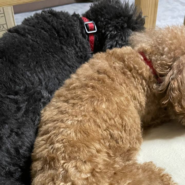 Ee945d1a a728 4ff8 9721 f9c28dc9fad6 1638606839910