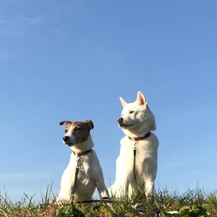 Ee95d309 a70f 4687 adc4 2f371297a629 1513996747572