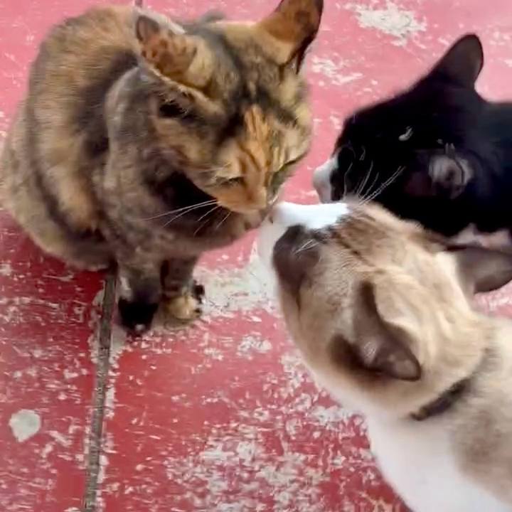 Ee9933f5 9a14 47e9 9b20 91465ca8d4cc 1763105432201