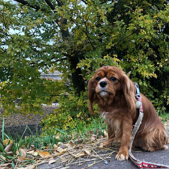 Ee9a00bc b73b 4440 959a 757b8b81f68d 1575680429196