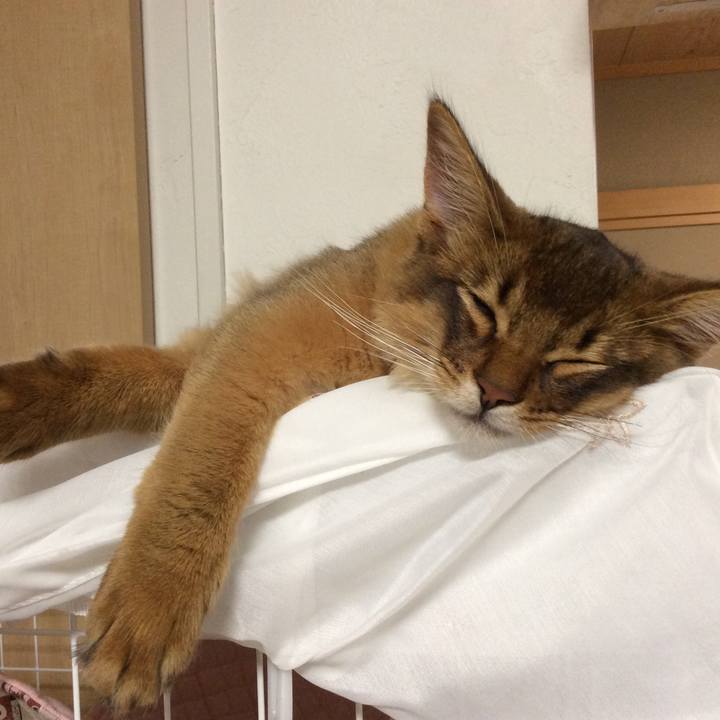 Ee9b4225 c9e6 4bf4 b7b9 ef0254774caf 1574510994361