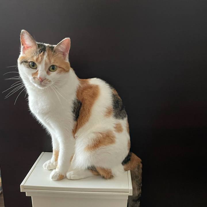 Ee9cf82f b5d2 426b 8fbf 622422a20237 1617322970440