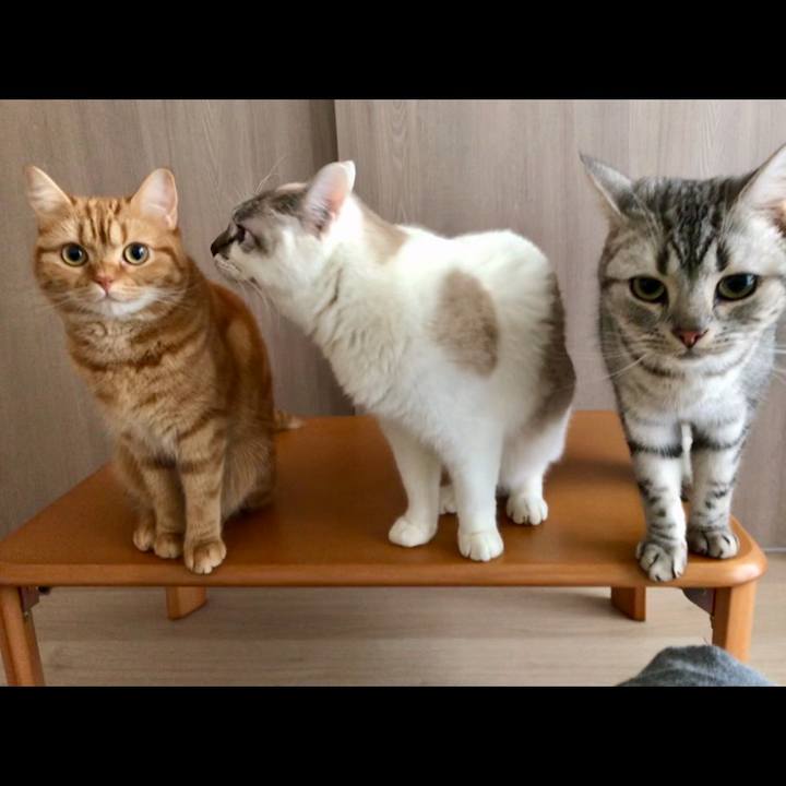 Eea3af17 2ce0 4db2 a17e 082227efcbe2 1514691452683