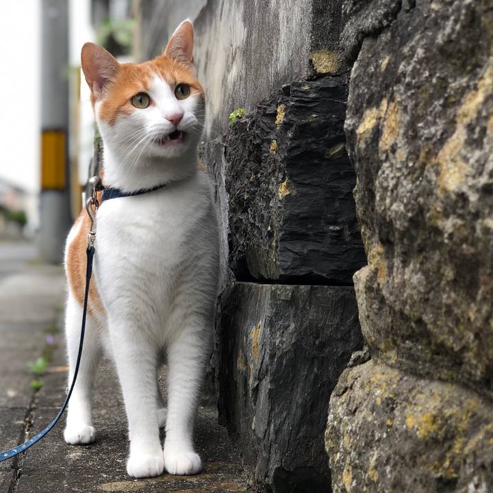 Eea49378 8d61 40a1 b302 82b994bbf69b 1563410937468