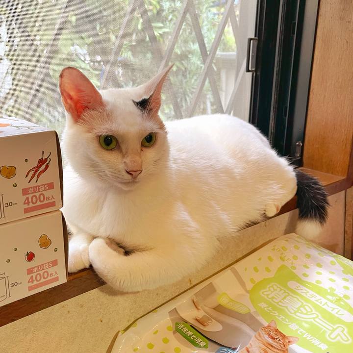 Eea698e8 0ac5 4ace bb5f 2470fc6b6d9a 1758063076959