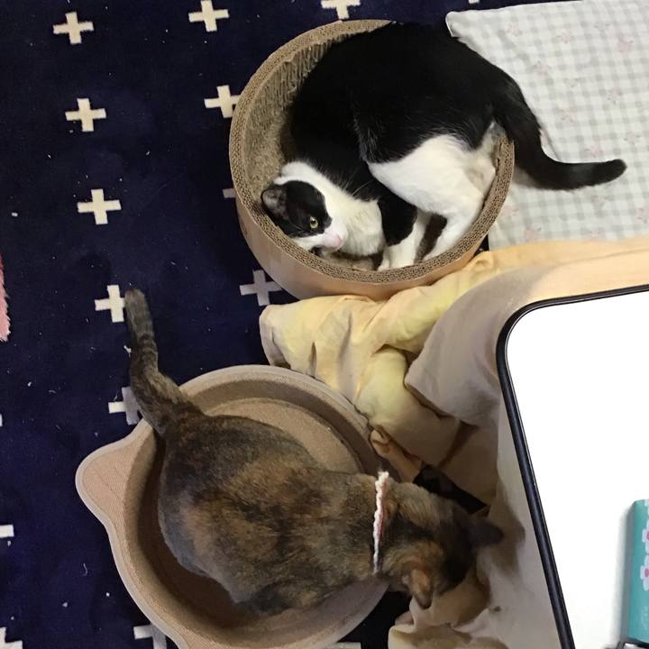 Eea83811 c22a 4adf 9063 abade34b2f70 1736925224688