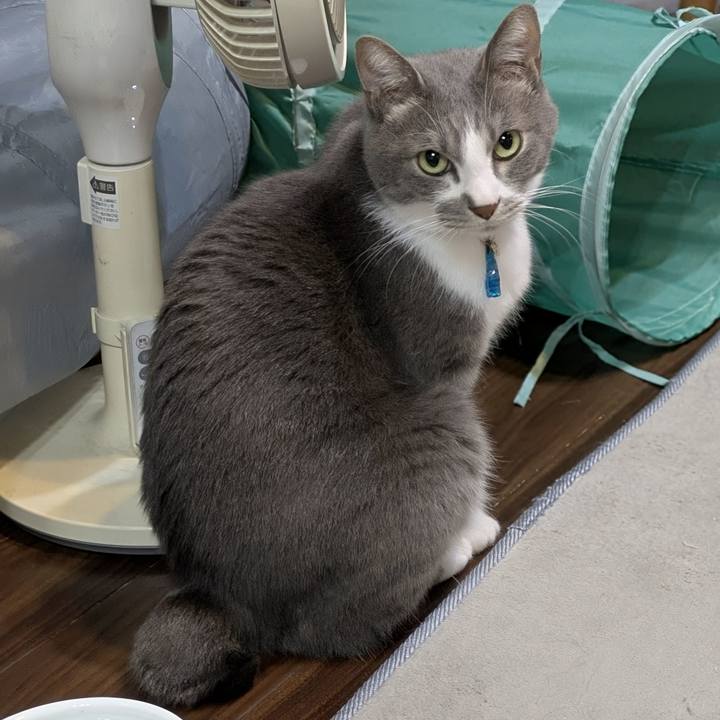 Eead15cc c37f 43ca a741 2a6202212e9d 1763465469624