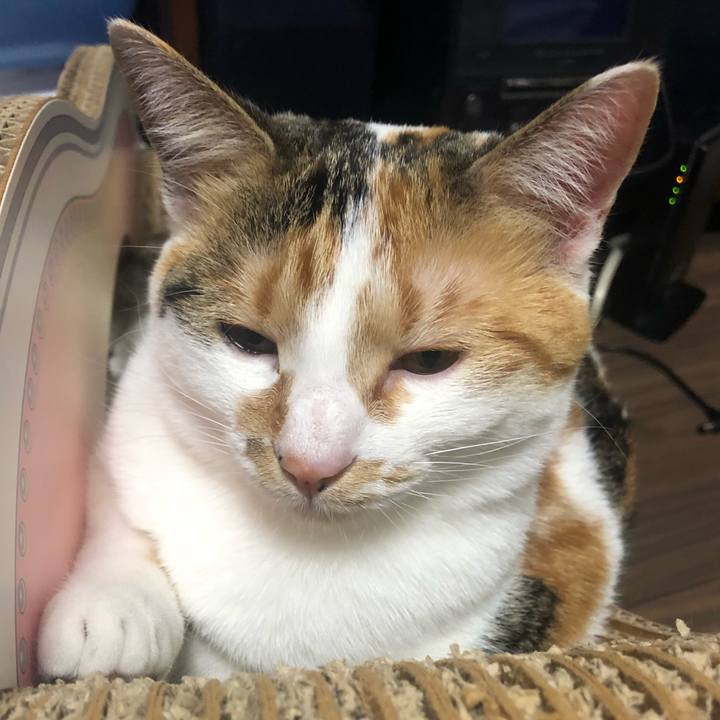 Eeadda86 95f2 405d a206 6fe14020cd21 1586876174108