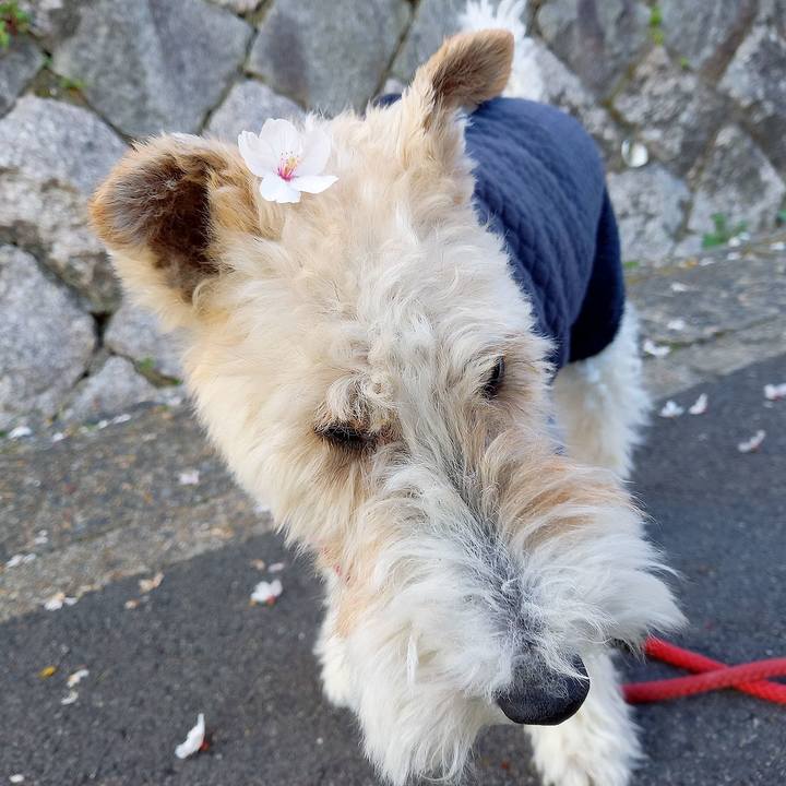 Eeafc21a 5008 4c8b b454 979d77e75cfd 1616540856804