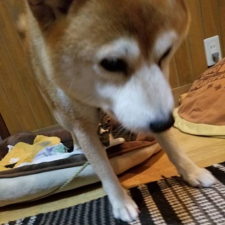 Eeb6e383 e621 4dc1 bb9b 39dfa69568ac 1573205808433