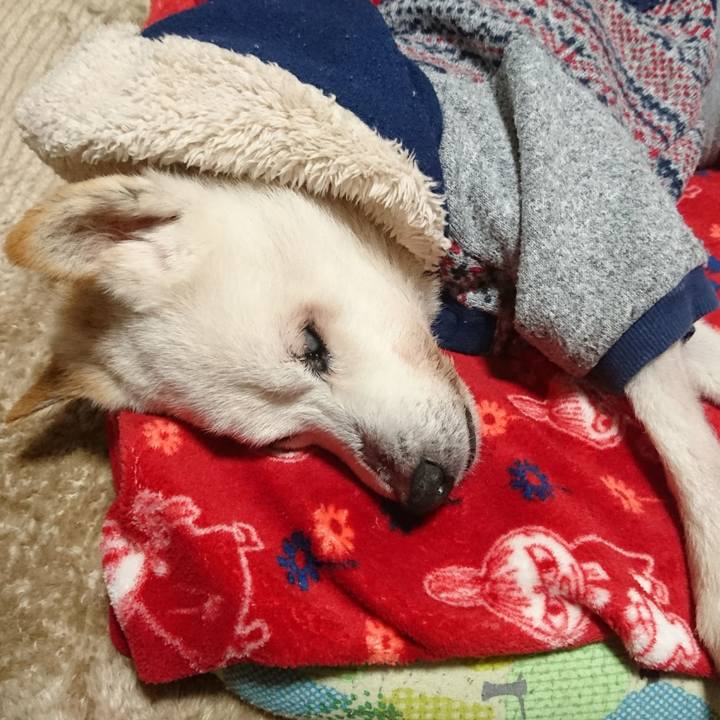 Eeb72bd1 4933 460f a0fc cec2ef6066e7 1543743033181