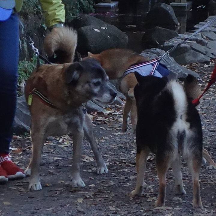 Eebc0092 5d9b 4f0e b018 206d41b2b2a1 1543021081855