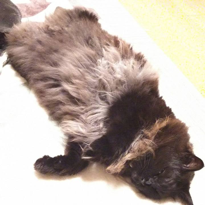 Eec72950 3ec5 4777 aa23 37a433df9022 1516277679319