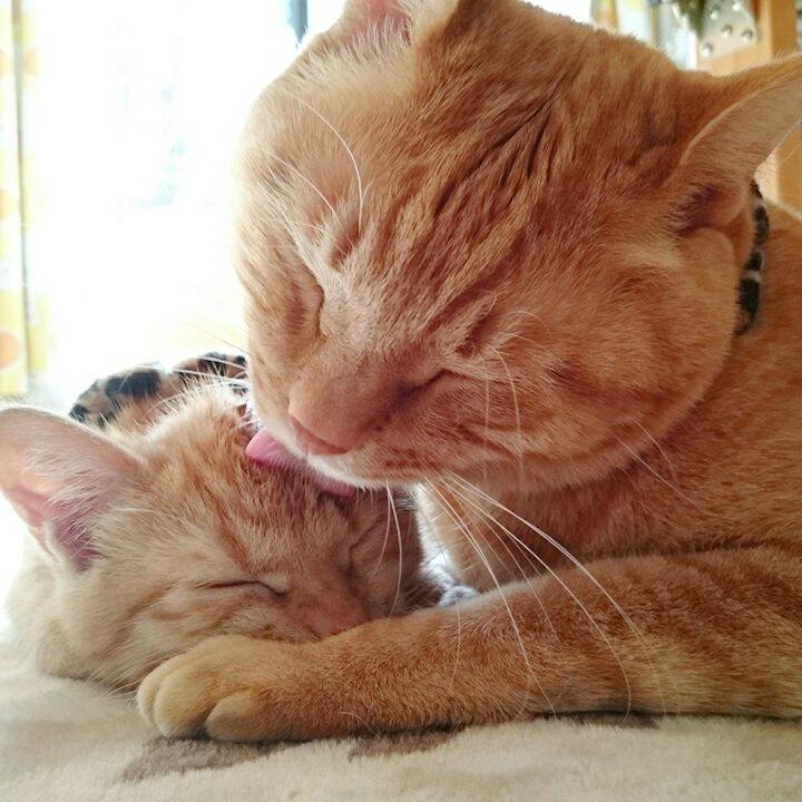 Eec77009 7aa9 42a6 8a6b b393dbb84709 1542683957561