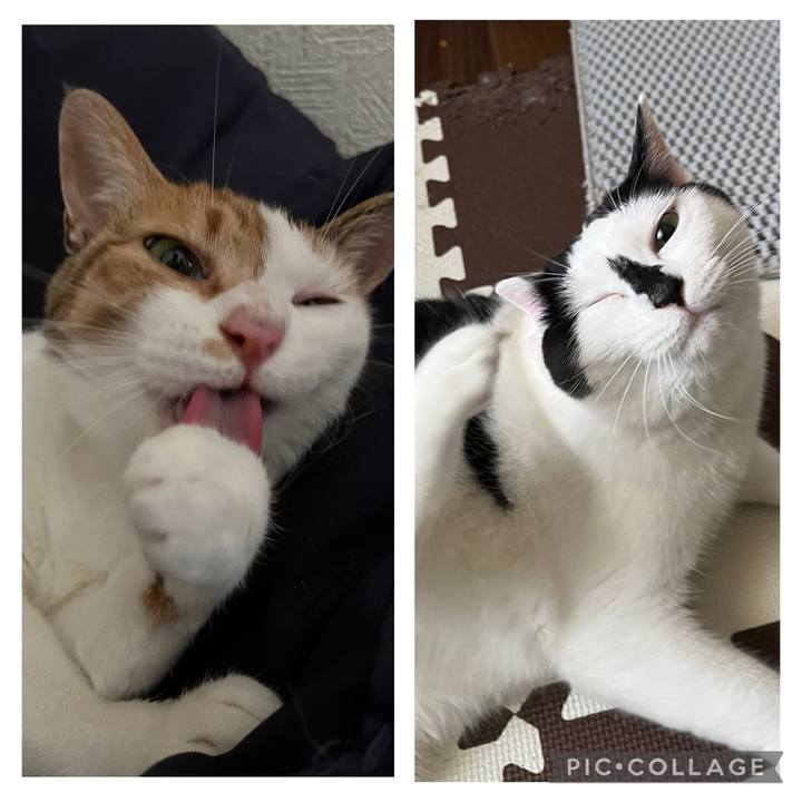 Eec8379c 0f3d 424c 93b0 add0e3d280a7 1754726005861