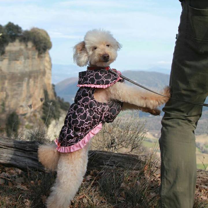 Eec99417 4d53 498b af60 db91e7f3c375 1581283866280