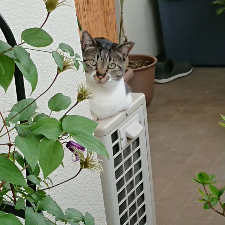 Eecc8cbe dc92 46dc 8471 017cc198c84c 1527724927207