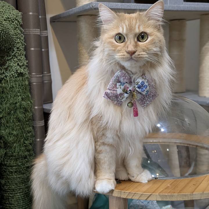 Eed147cc bcf8 4a07 8dca a7b96214f440 1748422144615