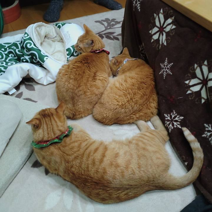 Eed21a4c 5578 483a 8218 f30dca3b28df 1642252401284