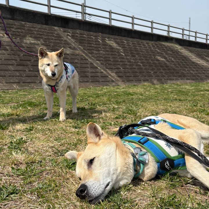 Eed558c4 d5f9 42f4 be75 980e502102b0 1774179779028