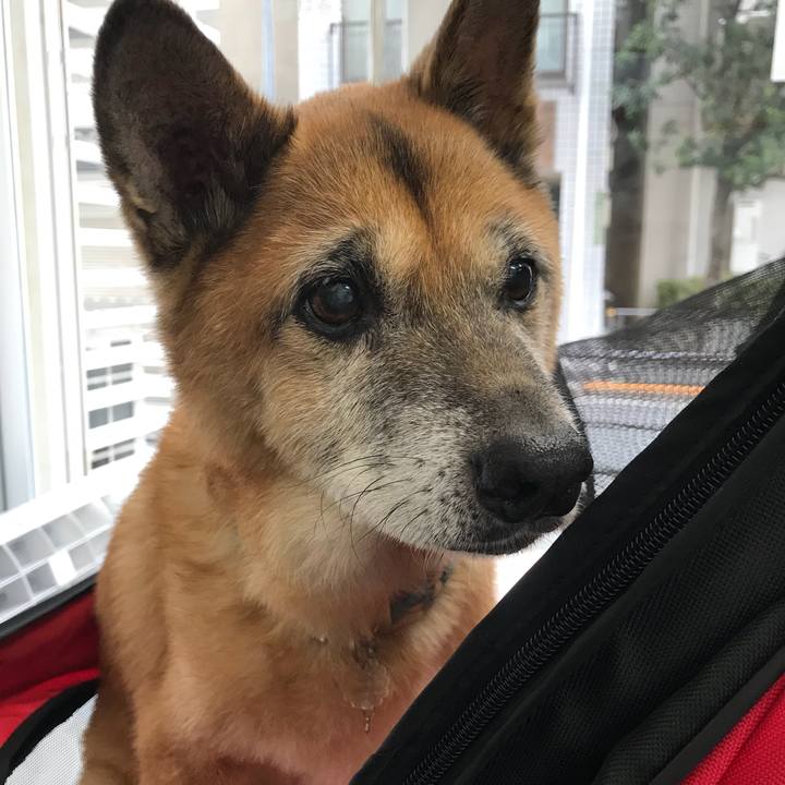 Eedb7354 d42d 4d4f 9efc d3dc8e690ced 1543716207093