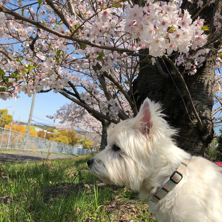 Eedbb595 82dd 471f 9141 c59e768b106b 1554995858188