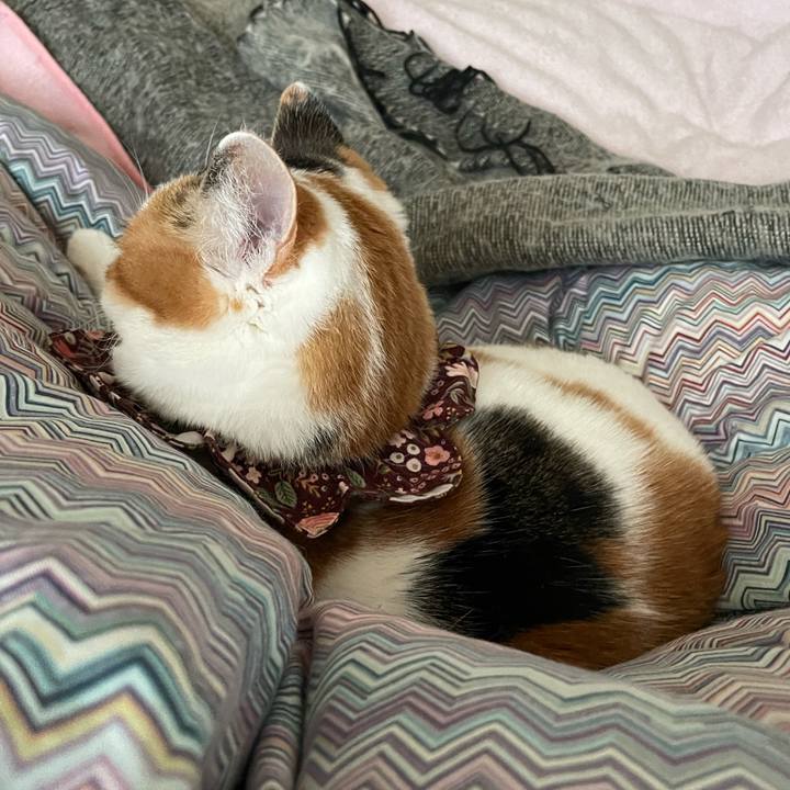 Eee21d98 c45a 4b69 b0ae 172514d5059d 1740020948823