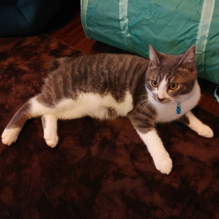 Eee24009 8c84 49c5 9878 83d33beea9c6 1576711625278