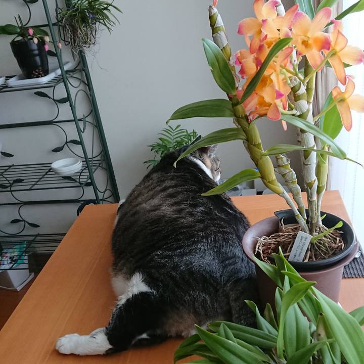 Eeebc216 5b55 46ad b6f3 f61e9cf449fe 1553128329613