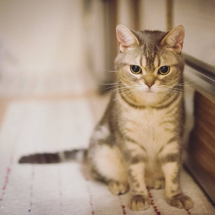 Eeee7014 333b 45fe 86ca 5bf8401b0fa3 1512703300395