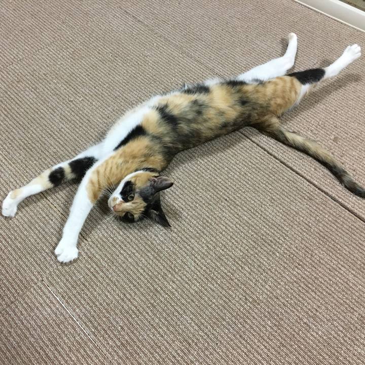 Eef0c5b5 2762 4bbb bd3f 54e91414803e 1519390214651