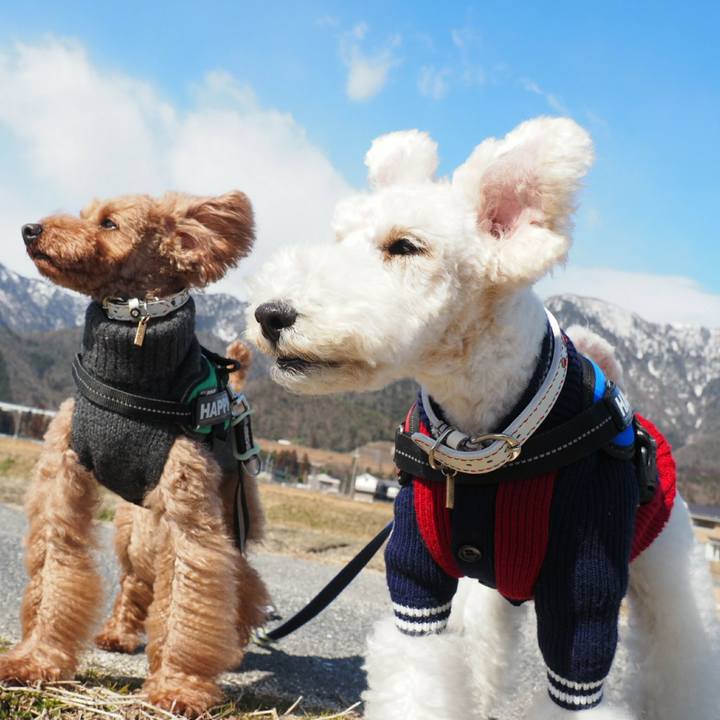 Eef5dbcf 1528 4662 b5ec faa78f581111 1518437071192