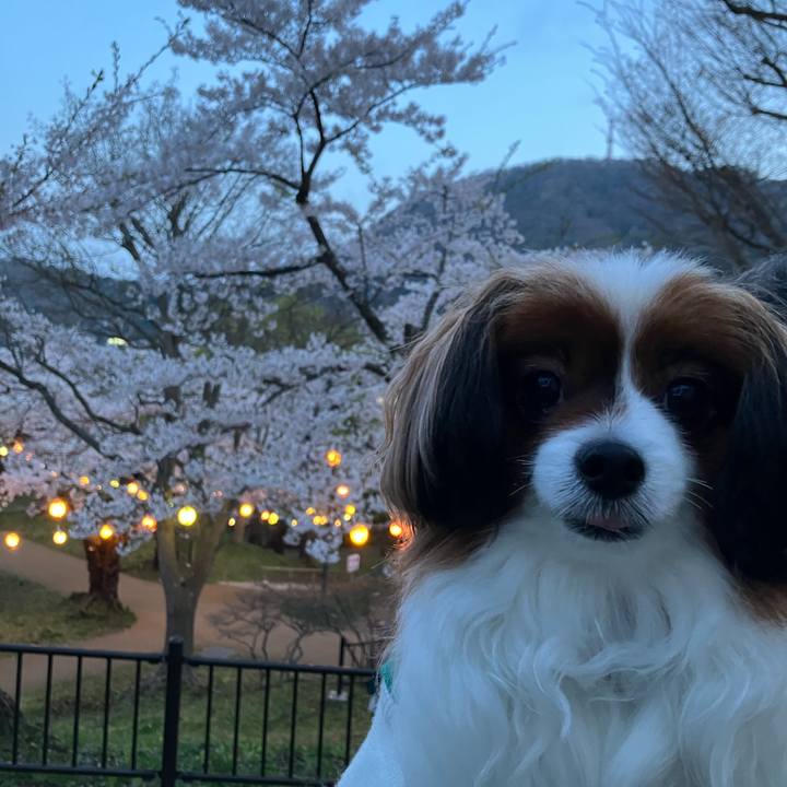 Eef6e77f e419 477b 9fde 47619df72670 1746097301975